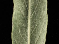 Salix repens. Lower leaf surface.
 Image: D. Glenny © Landcare Research 2020 CC BY 4.0